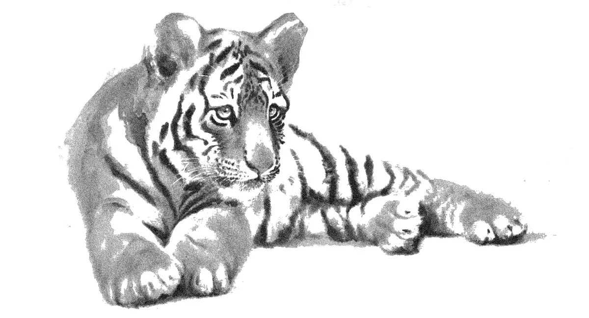 Tigre